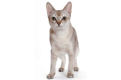 싱가푸라 고양이 특징과 키울때 주의사항