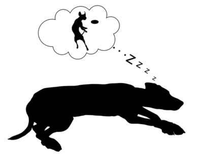 강아지 잠꼬대 : 강아지가 잠꼬대를 하는 이유