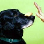 강아지 훈련원칙 10가지