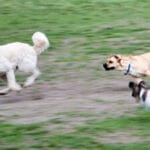 강아지 가출, 탈출에 대처하는 방법