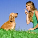 강아지 문제행동의 유형과 대응방법